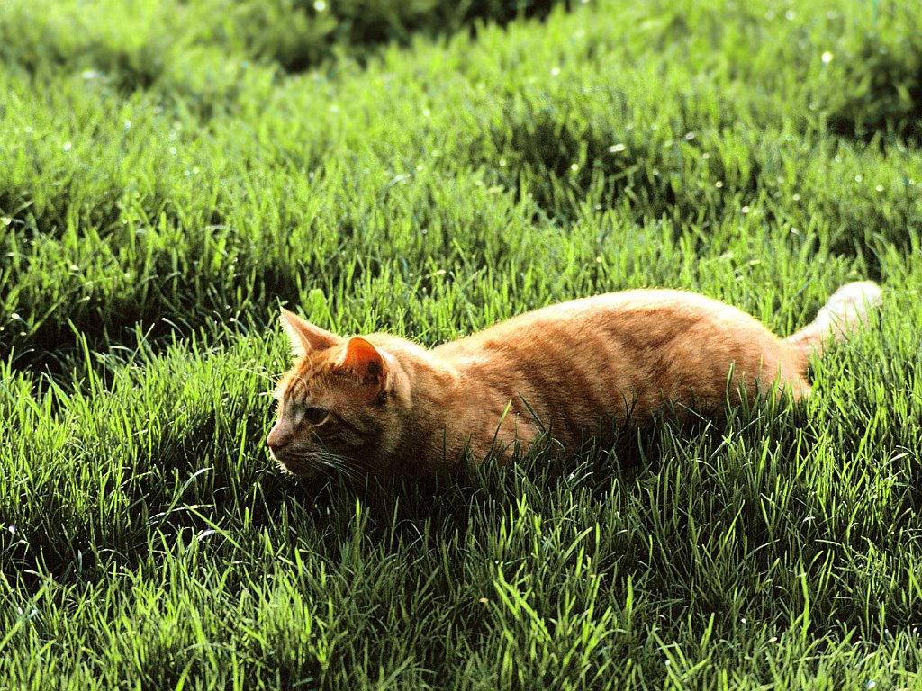 On the Prowl, Domestic Shorthair